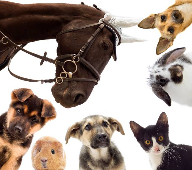 VIZOOVET PROTECT™  Eye Drops with Hyaluron (HA) 10ml Standard bottles