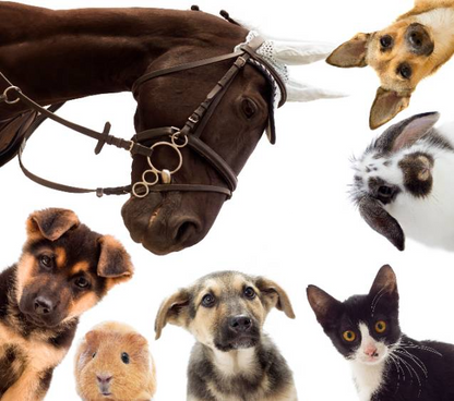 VIZOOVET PROTECT™  Eye Drops with Hyaluron (HA) 10ml Standard bottles