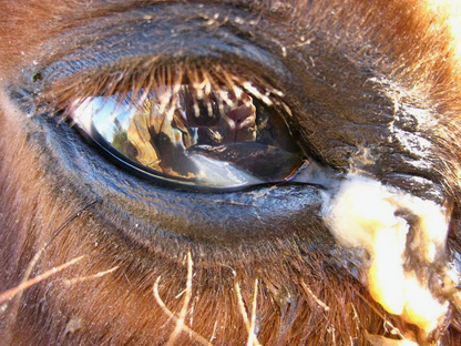 Vizoovet® Plus EQ 20ml Mist